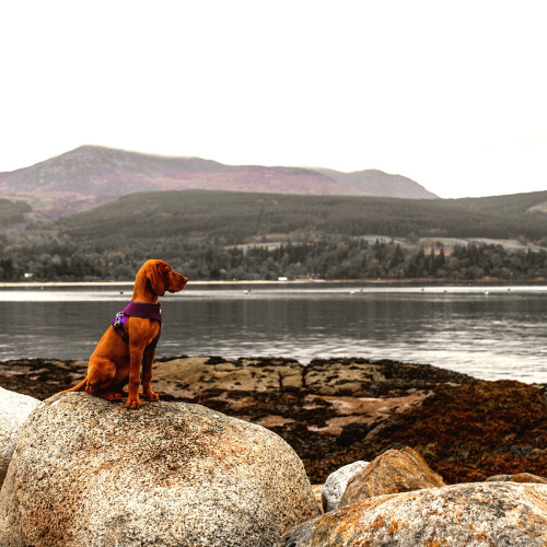 Hot Days, Cool Dogs: Seasonal Tips and Treats for Summer Fun