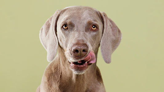 The Benefits of Omega-3 Fatty Acids in Dog Treats
