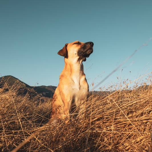 High-Protein Treats for Active Dogs