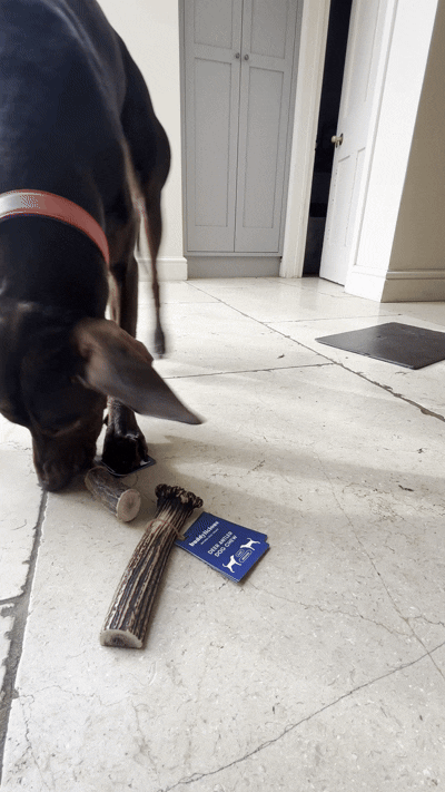 Deer Antler Chew Easy