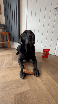 Treat and Train