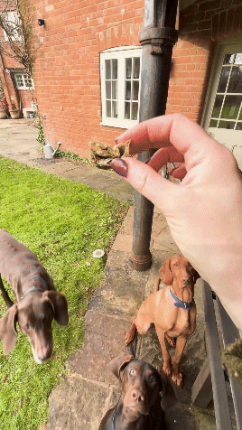 Treat and Train