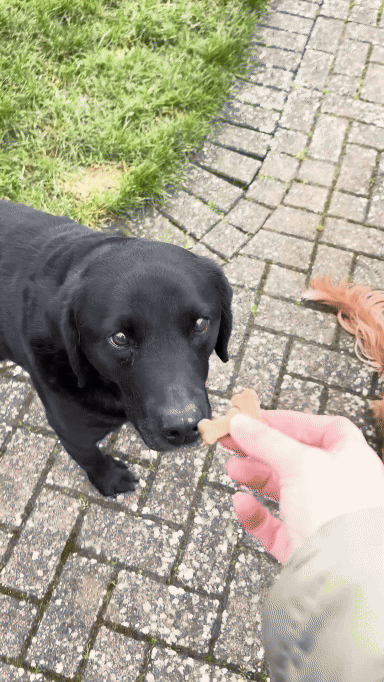 Treat and Train