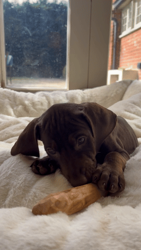 Puppy Starter Bundle