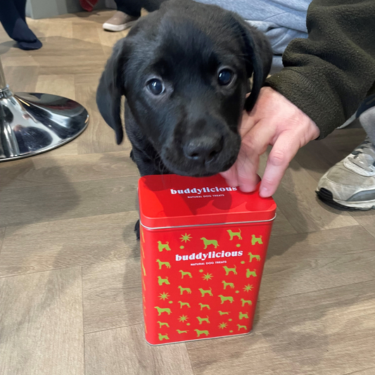 Building Bonds with Treats: Starting Strong in the Puppy Days