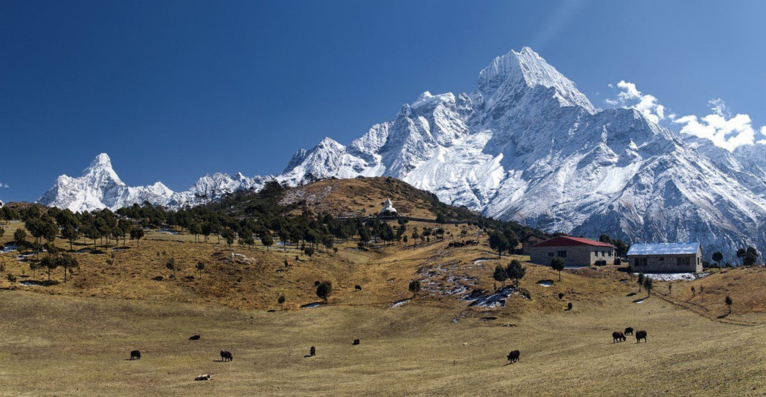 Himalayan Yak Dog Cheese