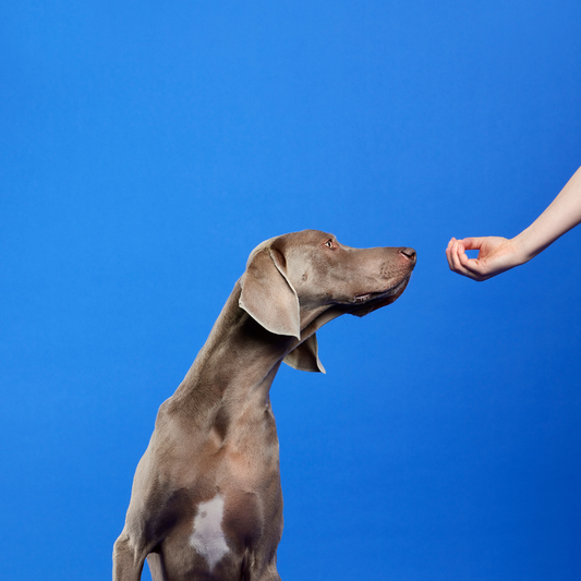 Fun Ways to Use Treats: Hide and Seek