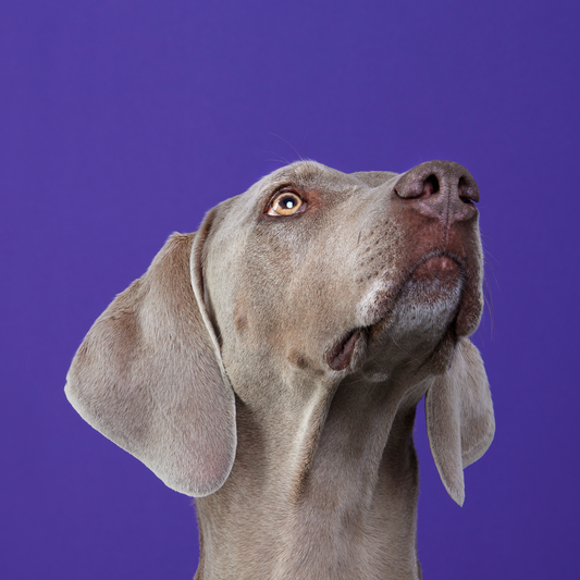 New Year Resolutions for Your Dog: Training Treats to Start the Year Strong