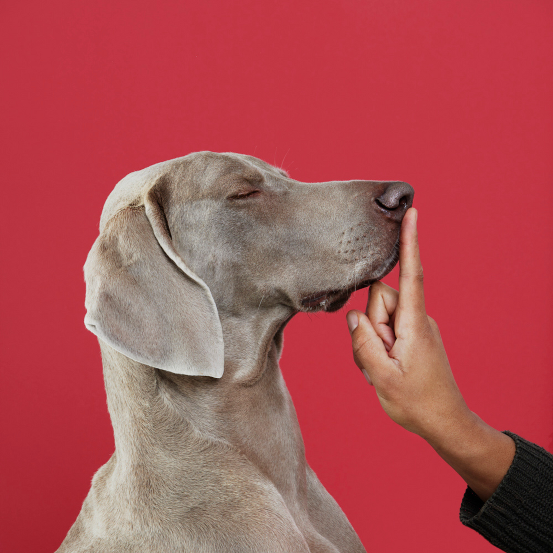 Keeping Your Dog Busy & Calm Over the Festive Period: Natural Ways to Help Them Settle