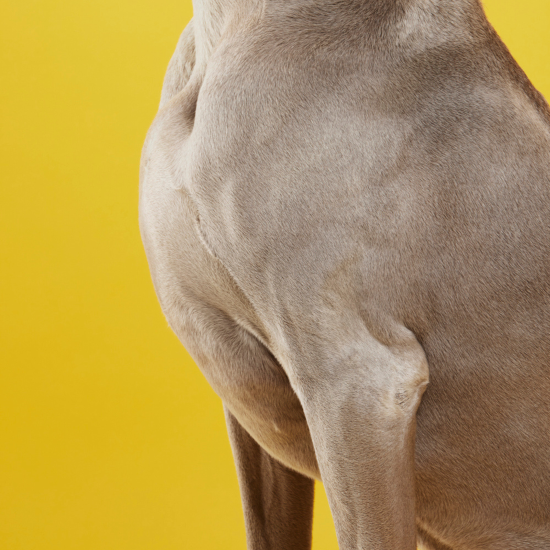 A Deep Dive into Omega-3s for Dogs