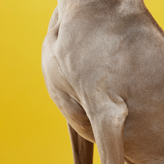 A Deep Dive into Omega-3s for Dogs