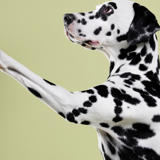 High-Value Treats: The Secret Safety Tool You Didn’t Know You Needed on Walks