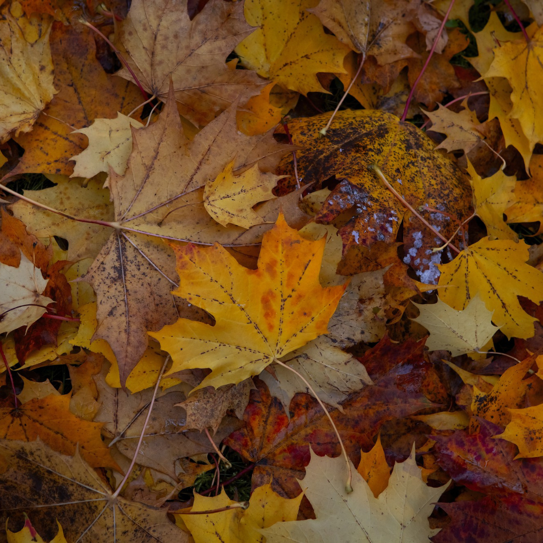 Why Autumn is Perfect for Outdoor Adventures