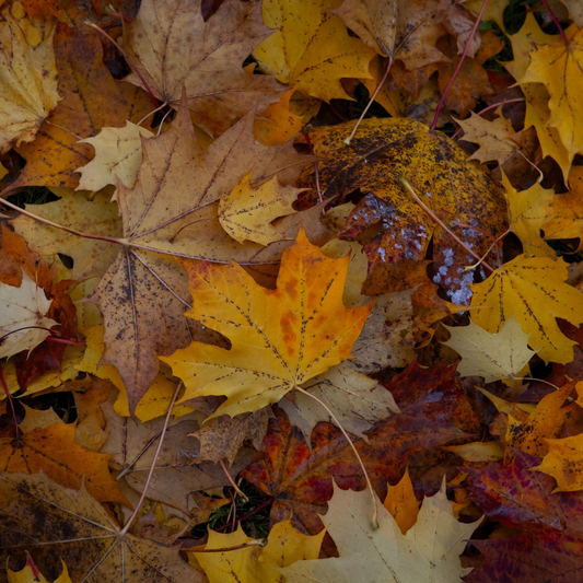 Why Autumn is Perfect for Outdoor Adventures
