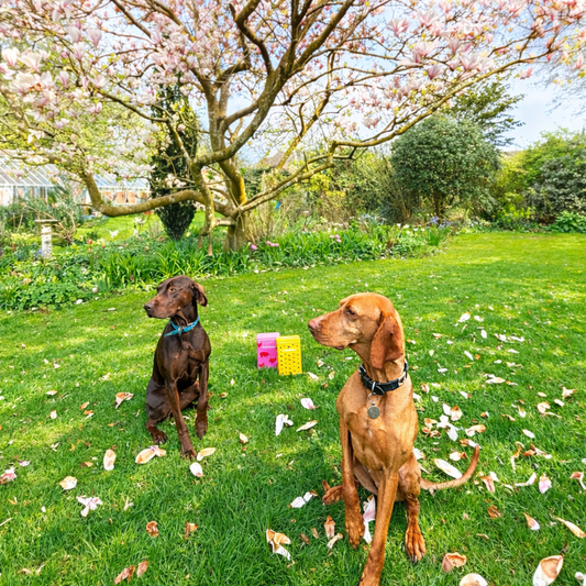 Spring Adventures with Your Dog