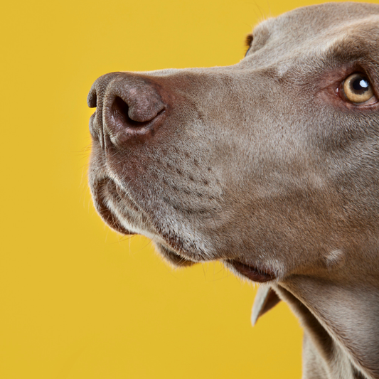 How to Use Treats to Reduce Anxiety in Dogs