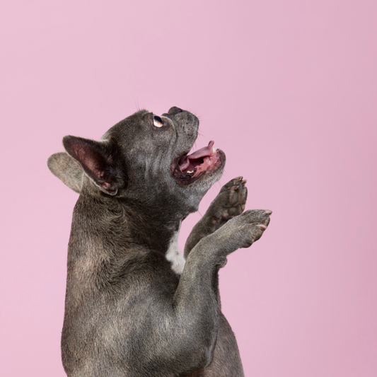 Keeping Your Dog Busy on Wet and Wintery Days