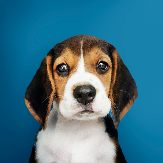 Puppy Training: How to Set Your New Best Friend Up for Success