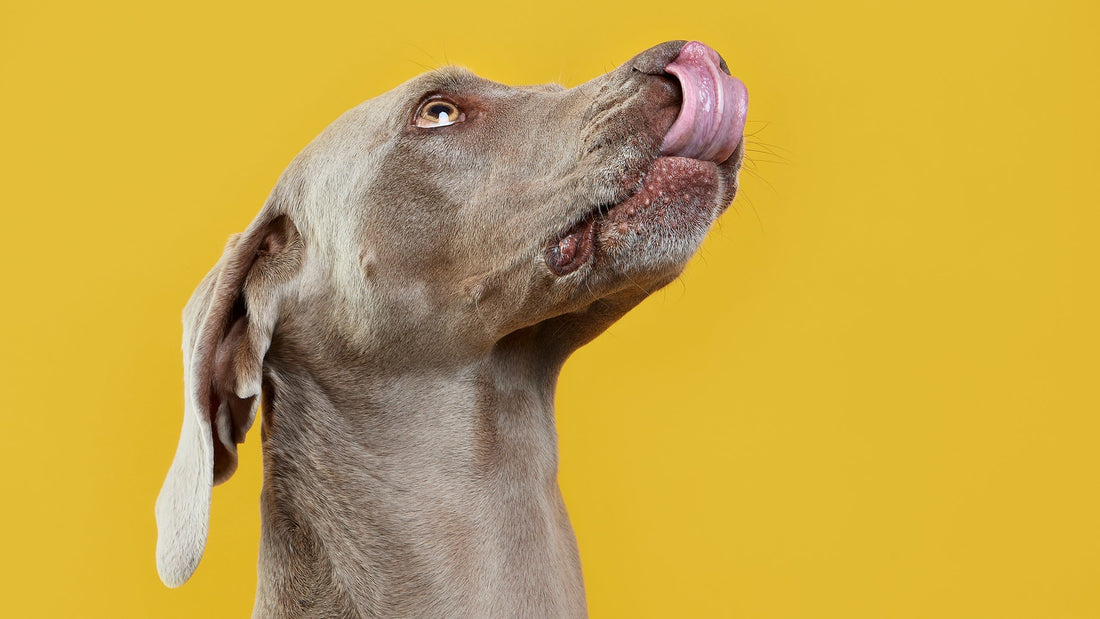 How to Get the Most Out of Your Dog Training Sessions