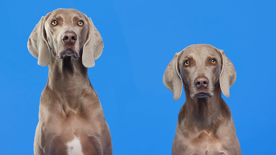 Why Dog Training Is Important at Every Stage of Life