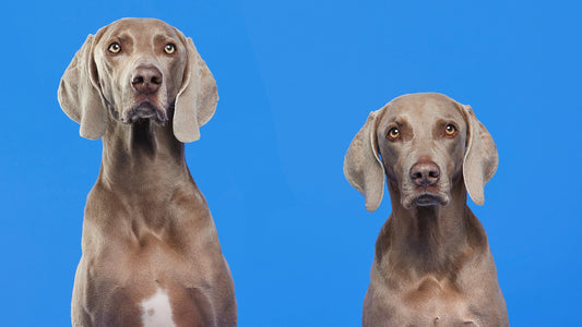 Why Dog Training Is Important at Every Stage of Life