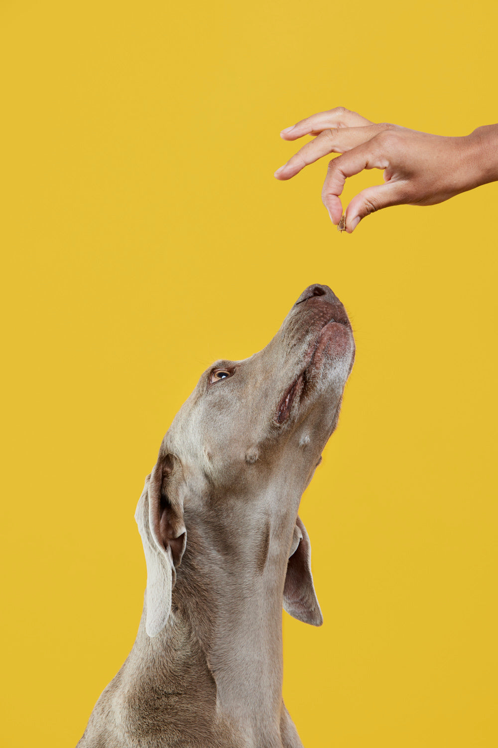 How to Use Dog Treats for Training | Fun Tricks to Teach Your Dog
