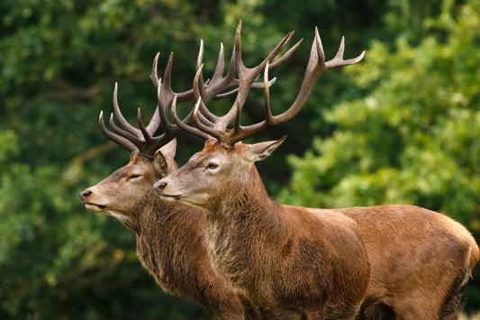 How Deer Antler Dog Chews Are Made (Buddylicious Production Story)