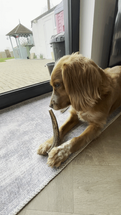 Easy & Hard Antler