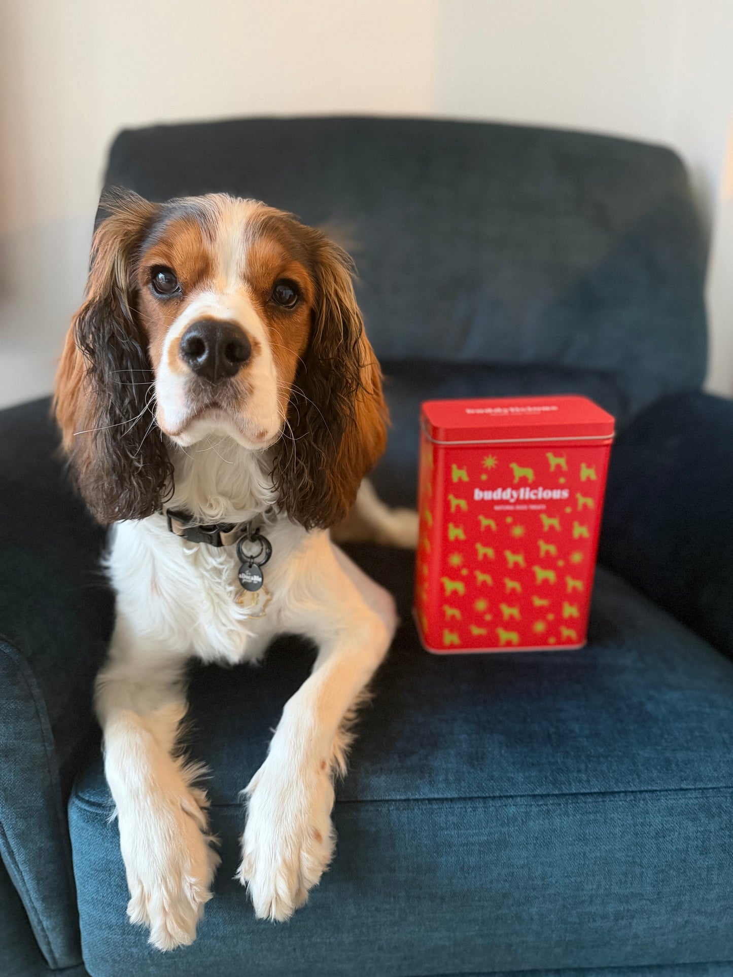 Christmas Advent Bundle