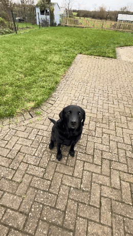 Puppy Complete Bundle