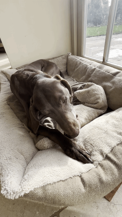 Easy & Hard Antler