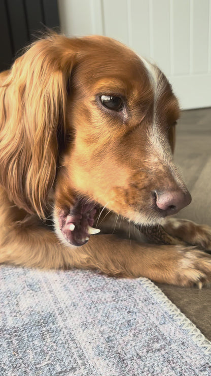 Deer Antler Chew Hard