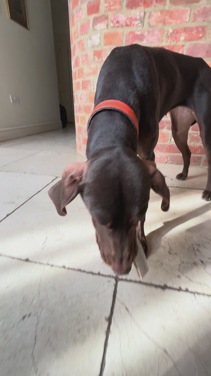 Deer Antler Chew Easy